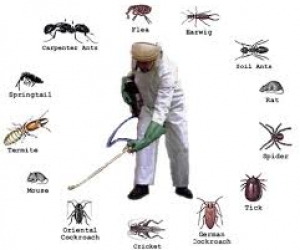 Dịch vụ phun thuốc diệt côn trùng